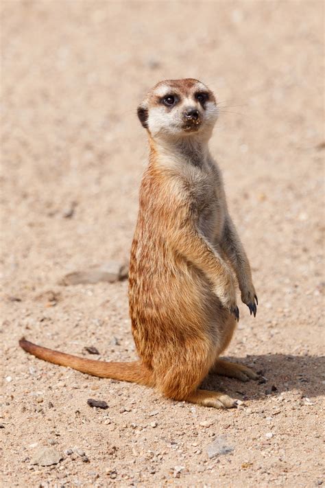 Meerkat Animal