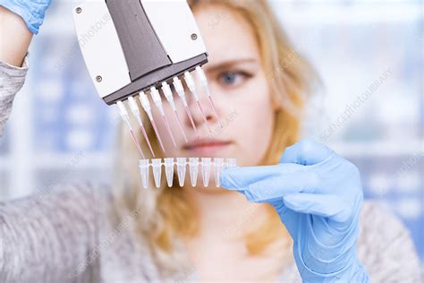 Technician using multipipette - Stock Image - F021/3789 - Science Photo ...