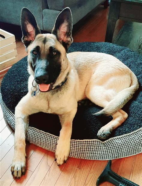 Our Training Works Quickly My Dog Had Issues