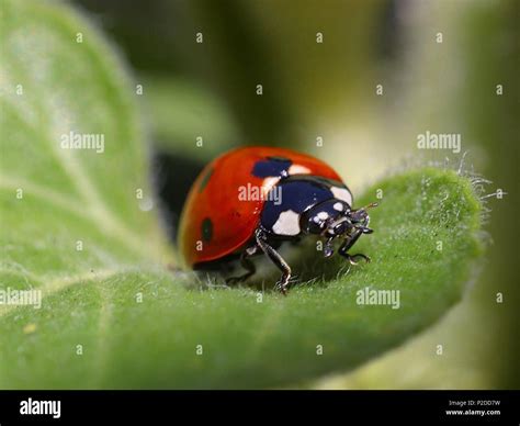 ladybug  res stock photography  images alamy