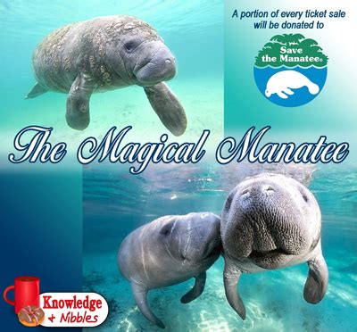 K&N-Magical-Manatee-THUMB - Tarpon Arts