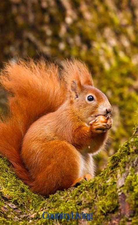 Autumn animals – Artofit