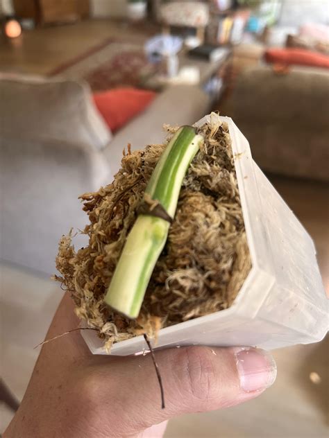 Anyone propagate wet sticks under lights for 24 hours a day? This is