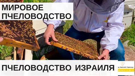 МИРОВОЕ ПЧЕЛОВОДСТВО// ПЧЕЛОВОДСТВО В ИЗРАИЛЕ - YouTube