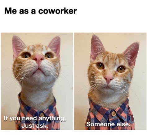 yeah       rcatmemes