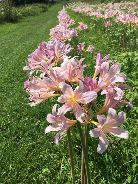 3 Bareroot Pink Spider Lily Surprise Lily Naked Lady Lily | Desertcart