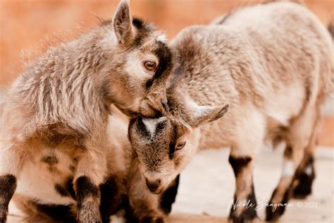 Celebrating the Adorable Pygmy Goat