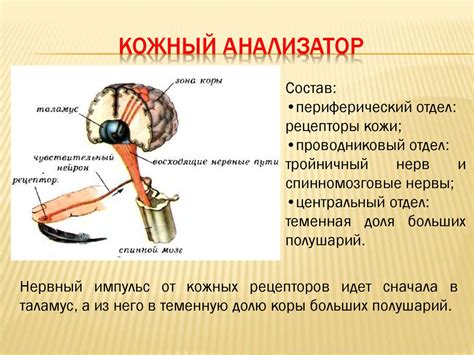 Анализаторы. Строение анализаторов - презентация онлайн