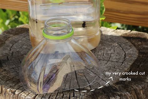 Diy fly trap from a plastic bottle online