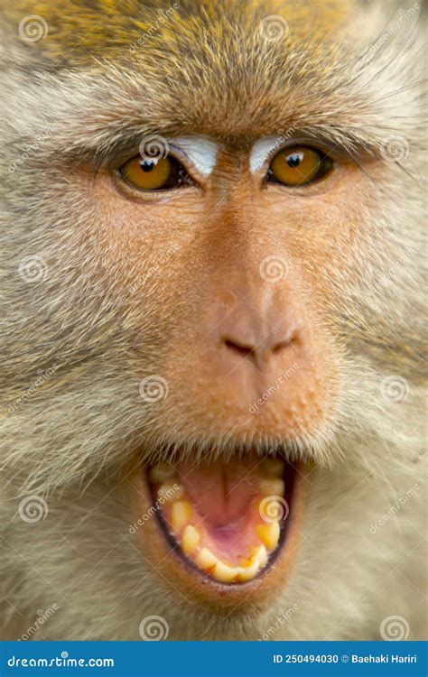 Angry Monkey Face by Opening His Mouth Stock Photo - Image of safari ...