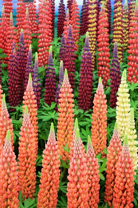 Tropical colour Lupins | Beautiful flowers pictures, Unusual flowers