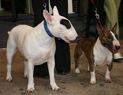 Bull Terrier Pictures - AZ Animals