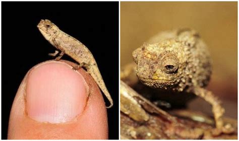 ‘Smallest Reptile on Earth’ Discovered in Madagascar