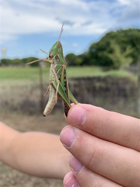 family acrididae (Insects) · iNaturalist