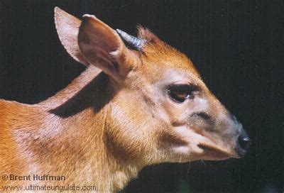 Zebra Duiker