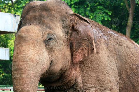 Close up photo of Sumatran elephant Elephas maximus sumatranus in the ...