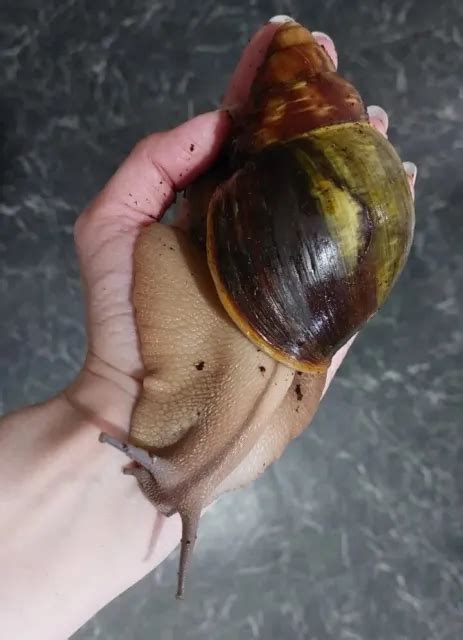 ARCHACHATINA VENTRICOSA RARE Giant African Land Snail BABIES Hatched ...