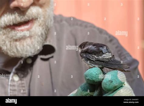 Fledgling bird hi-res stock photography and images - Alamy