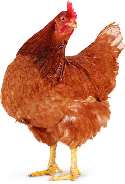 Курица Картинка На Белом Фоне Clipart - Large Size Png Image - PikPng
