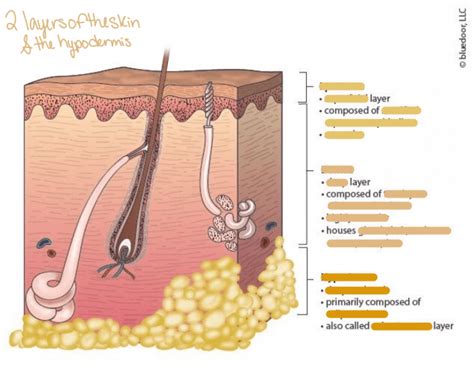 two layers of the skin and the hypodermis Quiz