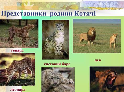 Різноманітність ссавців - презентация онлайн