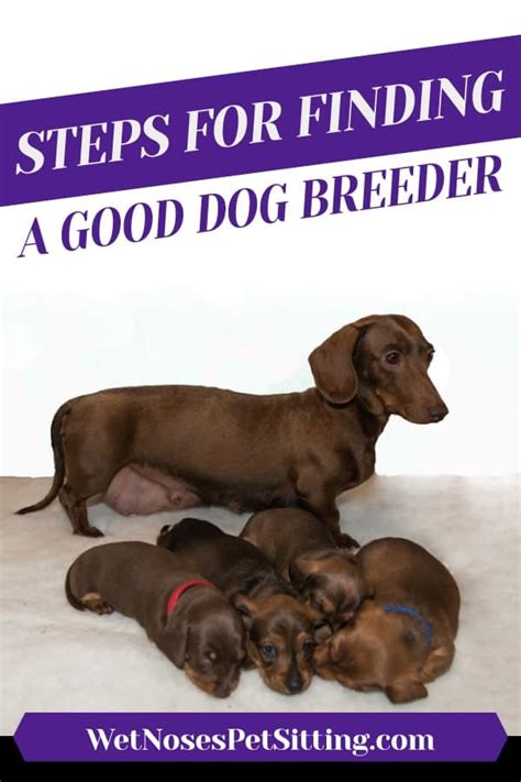 steps  finding  good dog breeder wet noses pet sitting