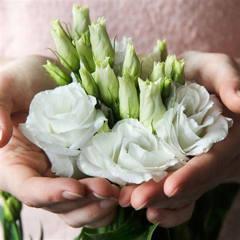 Lisianthus news and events | Sakata Ornamentals EMEA