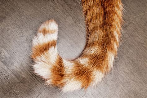 Orange and White Cat Tail Photograph by Sharon Popek - Pixels