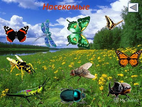 Презентация на тему: "Насекомые рыбы птицы звери. насекомые рыбы птицы ...
