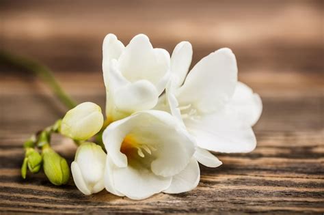 Premium Photo | Freesia
