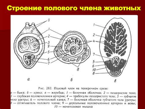 Акушерская физиология. Анатомия и физиология половых органов самцов ...