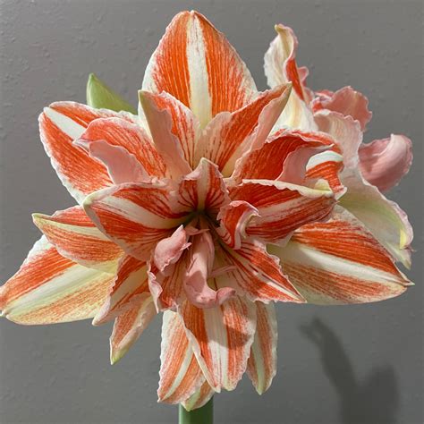 Amaryllis Dancing Queen : The Garden Club of Houston