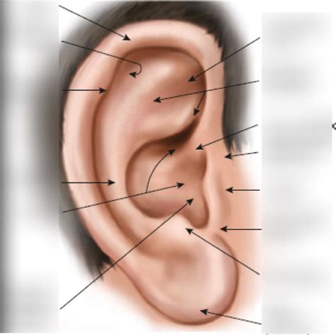 Pinna Anatomy Diagram | Quizlet