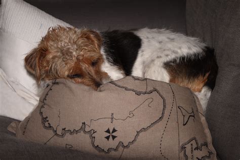 Odin, Dog of all Dogs | Meet Odin, Dog of all Dogs. And how … | Flickr