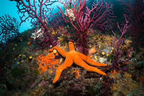 Red Starfish in Coral Reef - Stock Image - C031/6807 - Science Photo ...