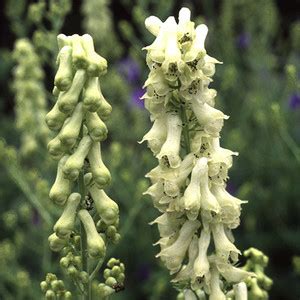 Aconitum Seeds - Plant World Seeds