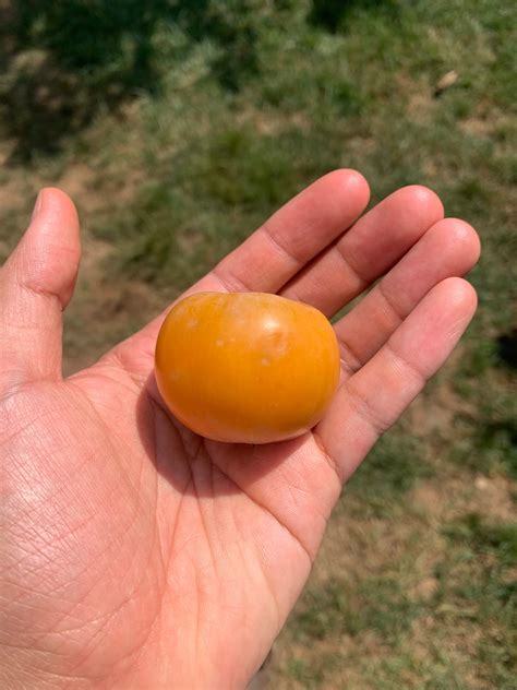 Persimmons 2024 - General Fruit Growing - Growing Fruit