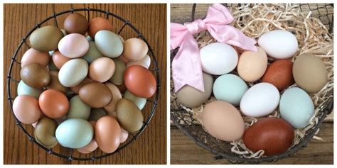 Chickens That Lay Colored Eggs