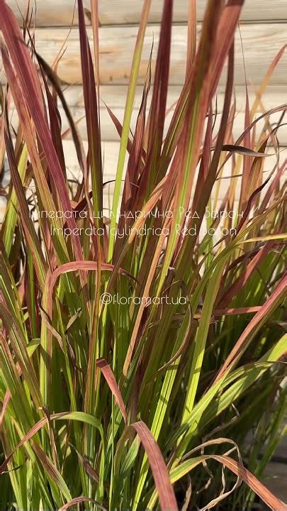 Імперата циліндрична Ред Барон / Imperata cylindrica Red Baron🌾 #квіти ...
