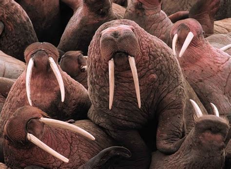 HD wallpaper: brown walrus, pacific walruses, tusks, large, blubber ...