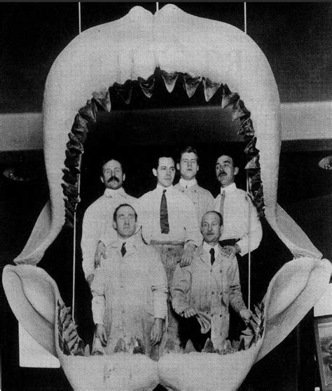 Dispatches from the LP-OP: Prehistoric shark tooth found on banks of