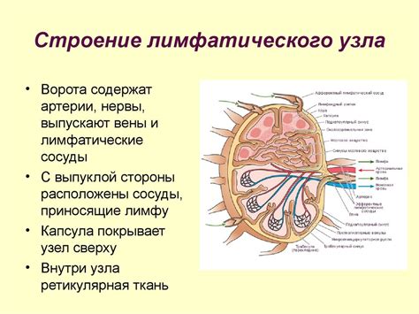 Лимфоузлы в теле человека: где находятся и какую функцию выполняют