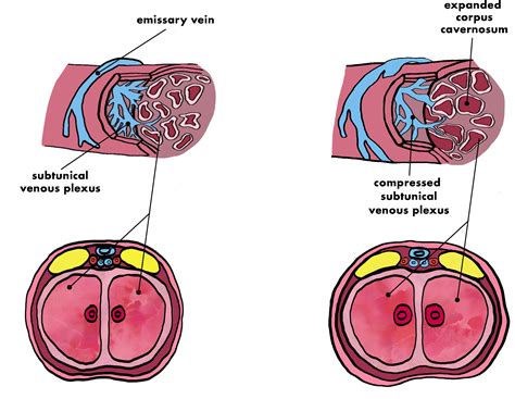 Stages of Arousal | Learn Body Literacy and Fertility Awareness — Learn