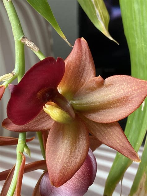 how to get orchids to bloom 11