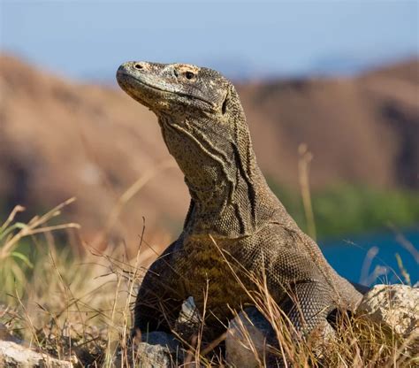 Komodo National Park - Best Destinations in 2024