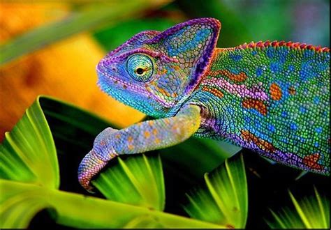 Tasnim News Agency - Chameleons Use Colorful Language to Communicate
