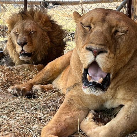 Ezemvelo KZN Wildlife confirms the killing of one of three lions