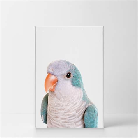 Cute Monk Parakeet Quaker Parrot Bird Animal Canvas Wall Art - Etsy