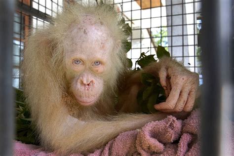 Albino orangutan named ‘Alba’ after worldwide appeal - The Globe and Mail