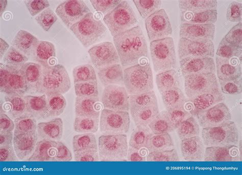 Cellular Division Under Microscope. Mitosis, The Process Of Cell Division And Multiplication ...